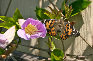 Butterfly Garden #3!