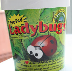 1,500 Ladybugs!