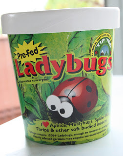 1,500 Ladybugs!
