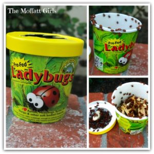 We just released 1,500 ladybugs into our garden!