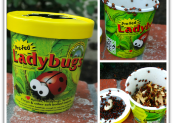 1,500 Ladybugs