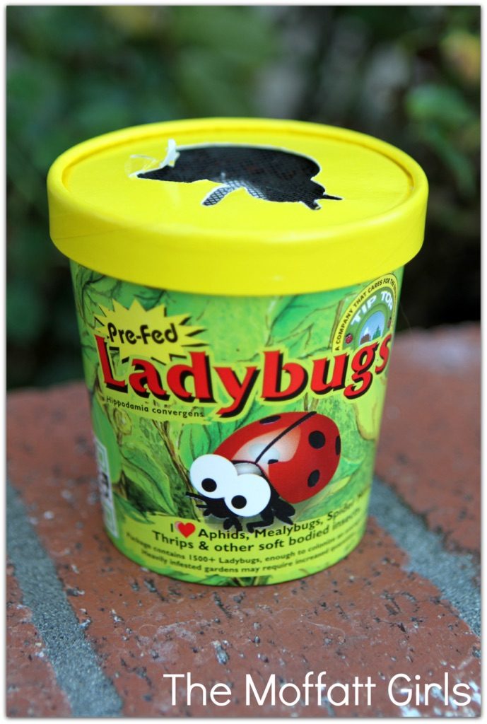 FUN with Ladybugs!