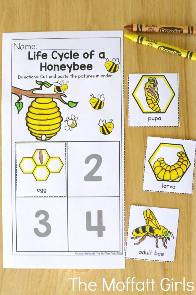 Life Cycle of a Honeybee- Avoid the Summer Slide! Help your students stay on track during summer break with these FUN activities! Perfect for Preschool going into Kindergarten!